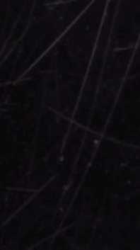 Walking Forest - Video for Fans with Slowmotion