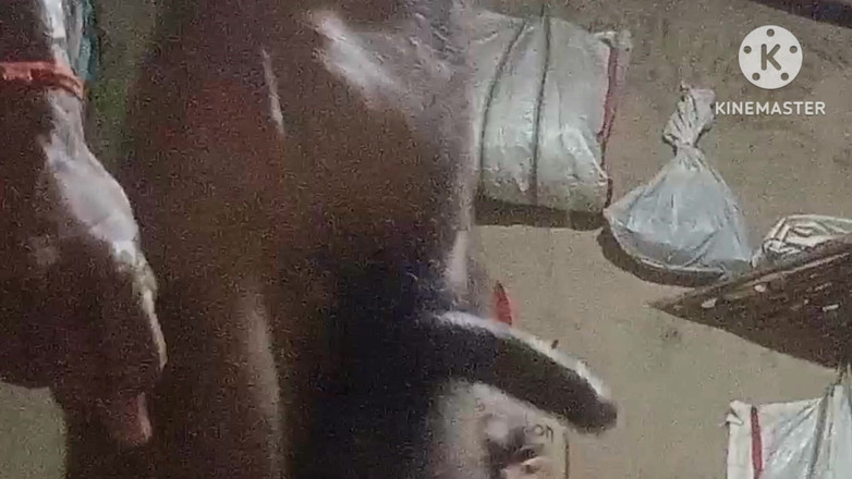 vijay Yadav: Une bhabhi se fait baiser par un pénis de 9 pouces