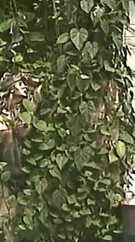 Insatiable Brunette MILF Takes Two Cocks Simultaneously