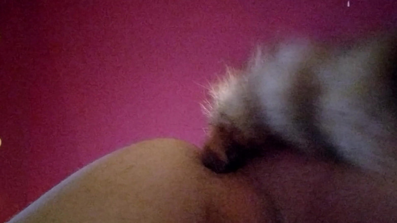 Joslin: Joslin摇晃肛门尾塞