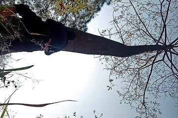 Gangbang straight: Pișare pe Tree