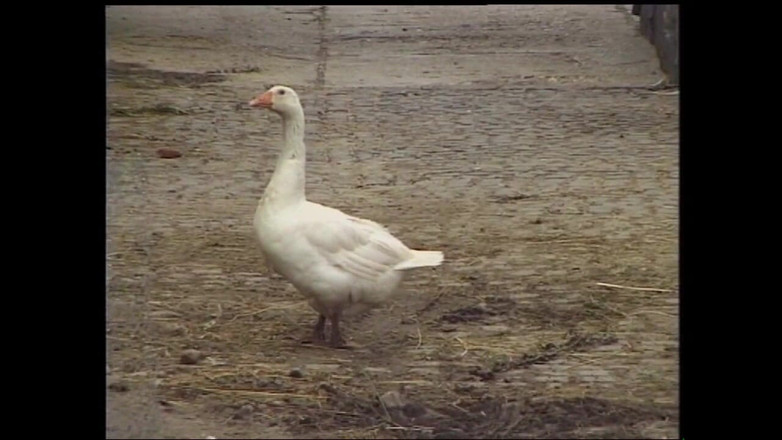 MCG Empire: Dvě nadržené děvky vyzvednou čtyři muži, aby mohli být ošukané