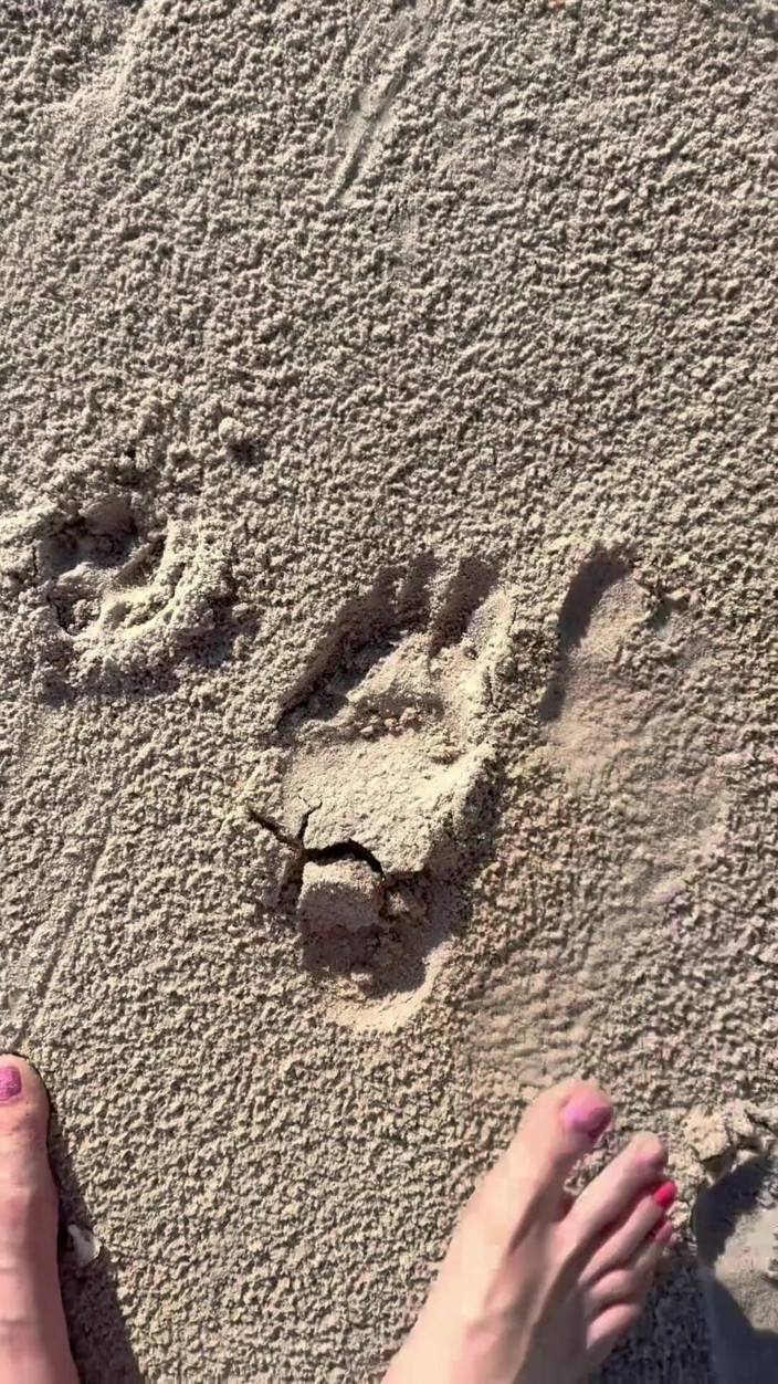 Peppermint Giantess: Grootte van 16 voet vergelijken met zandafdrukken op het strand