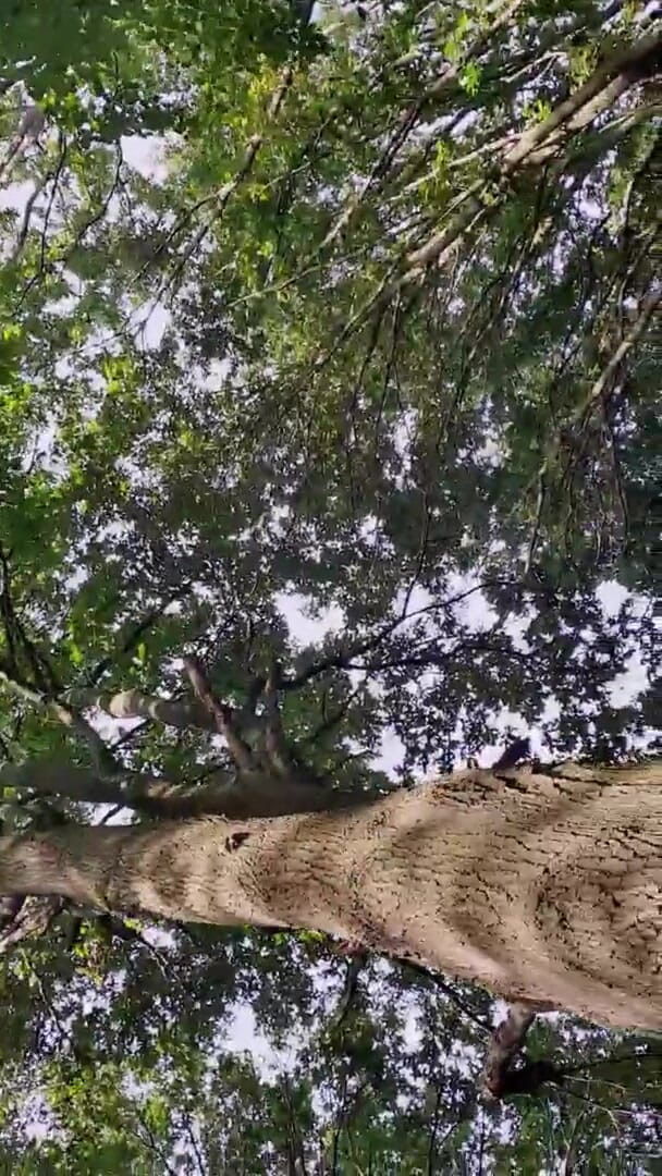 Slutboyben: Slutboyben Cam4 Sexy Cruising Chick Iii Live Outdoor Exposure