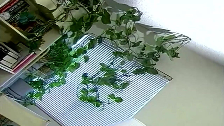 Goldenxtapes: Menjilat dan meraba faraj yang kuat sehingga orgasme