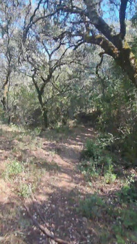 Outdoor Camper Gets Internal Creampie Public Forest