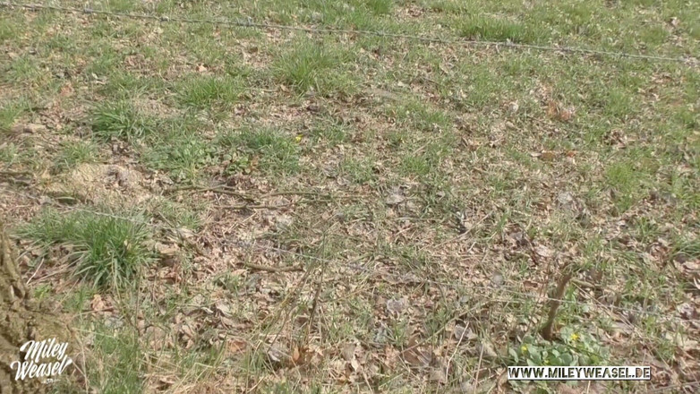 Miley Weasel: 자지를 빨고 따먹히는 겸둥이 소녀