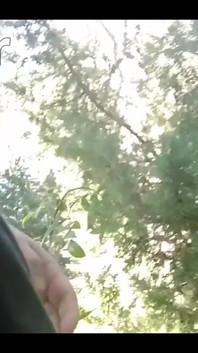 Pissing in My Backyard