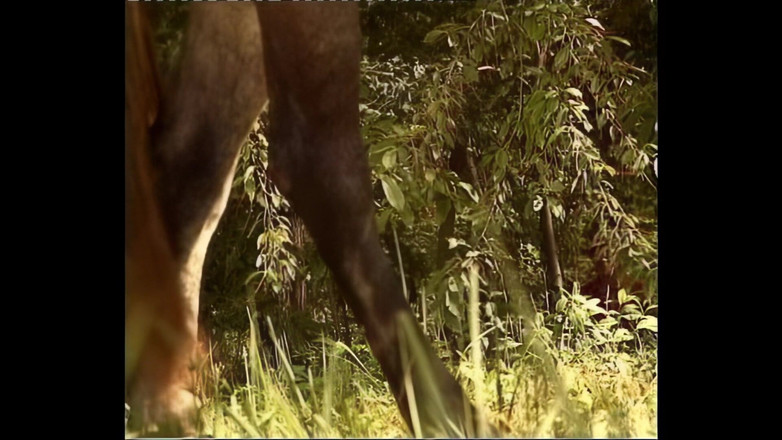 Cinema X: ふしだらな農民の女性が田舎で犯される