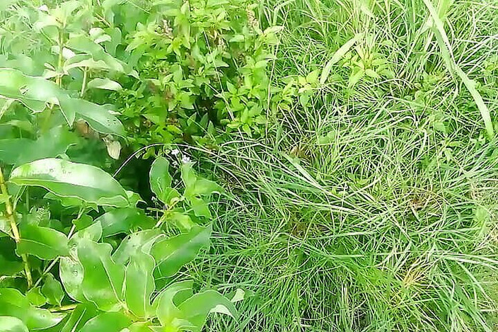 Gangbang straight: National X Natural