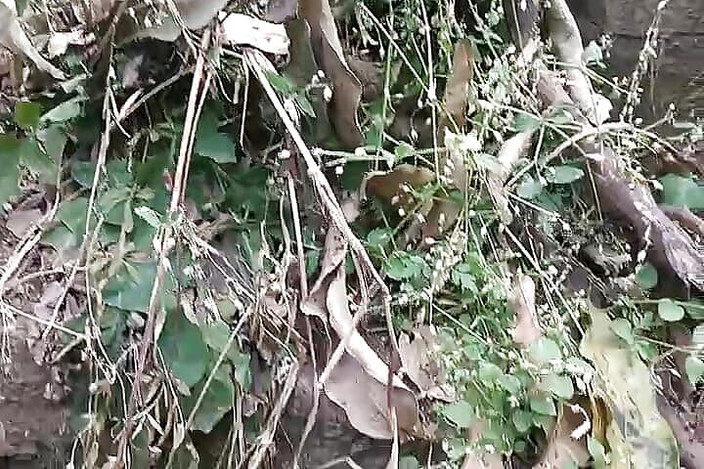 Gangbang straight: Cewek imut bertato merancang kontol putihnya yang lagi kencing