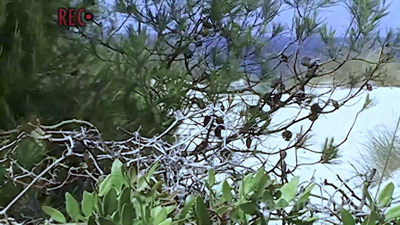 Viewer cam by Sextermedia: Beach Slut Beata Alone in the Dunes