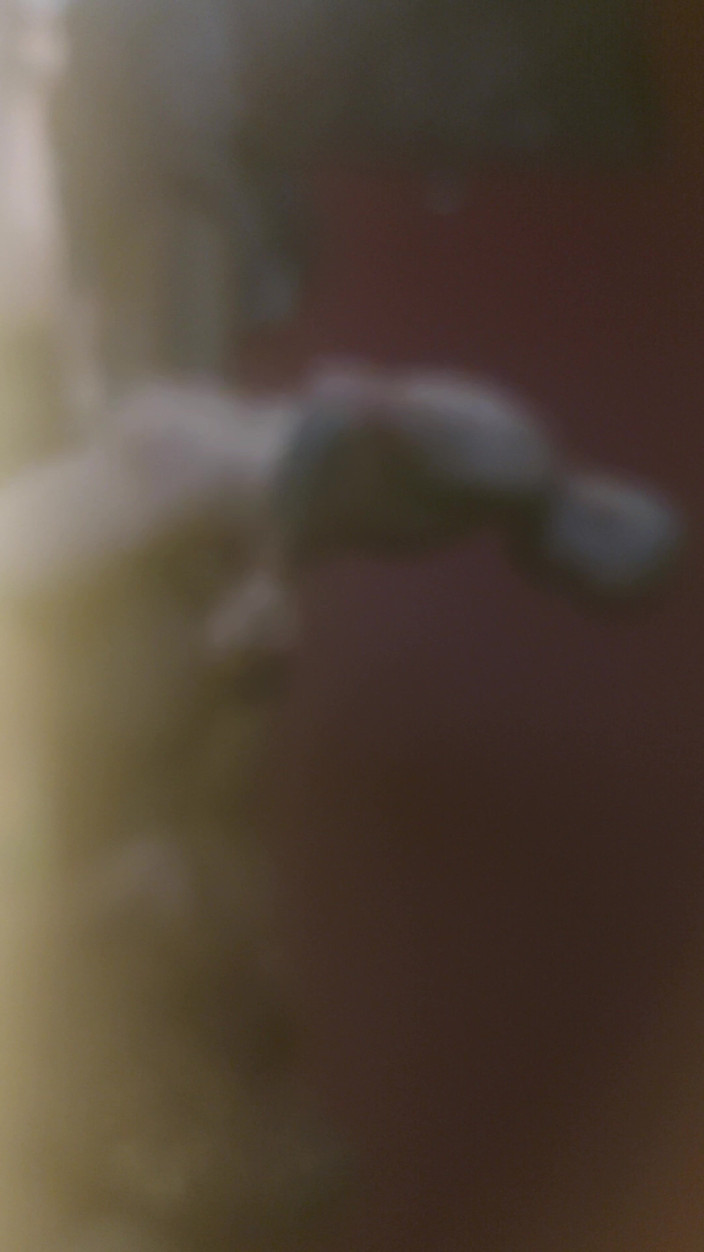 BbwCreampie69: Fat bitch want to be fucked hard