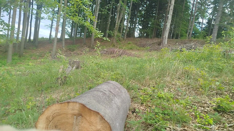 kickerscooter: Forest Jump