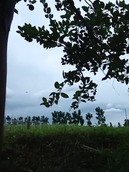 Troye_AsianPinoy: Mabilisang Jakol Sa Bukid - masturbare filipineză în aer liber