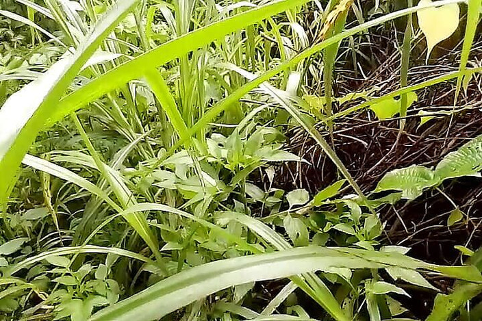 Gangbang straight: Lelaki Bertatah Kanada Masuk Ke Dalam Hutan Padat Dan Memberikan...