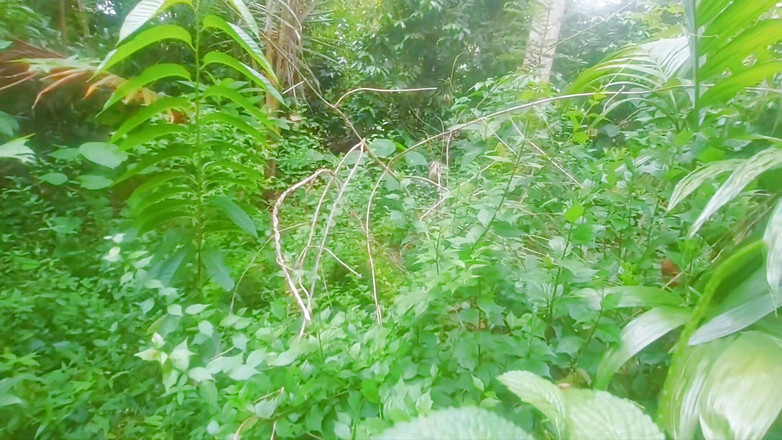 Tharumini_Official: Hintli köylü kız ormanda sakso çekiyor