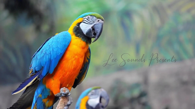Lee&Aura: She Sounds My Cock in Florida