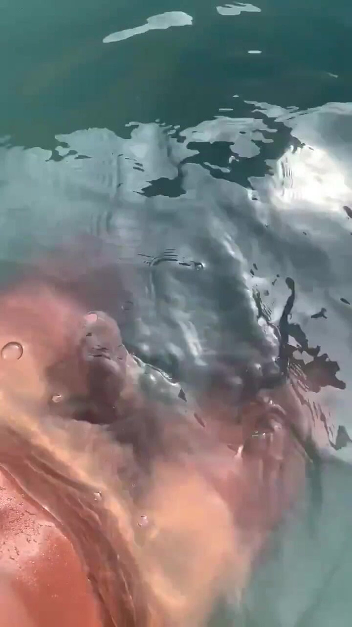 Vida Noite: Ascoltando Gooning audio in piscina e masturbazione