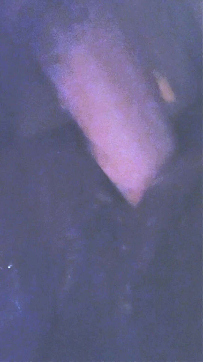 Sir sucks a lot: 몬스터 화이트 딜도로 나를 창녀처럼 시오후키