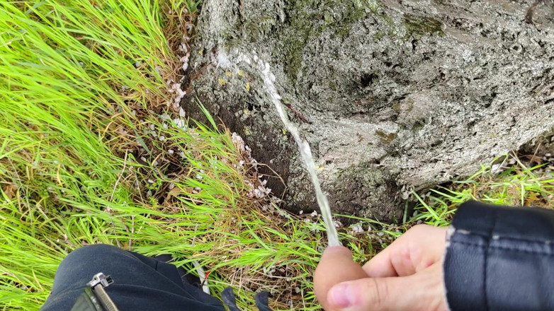 Bayer911: Plăcintă lângă stejar