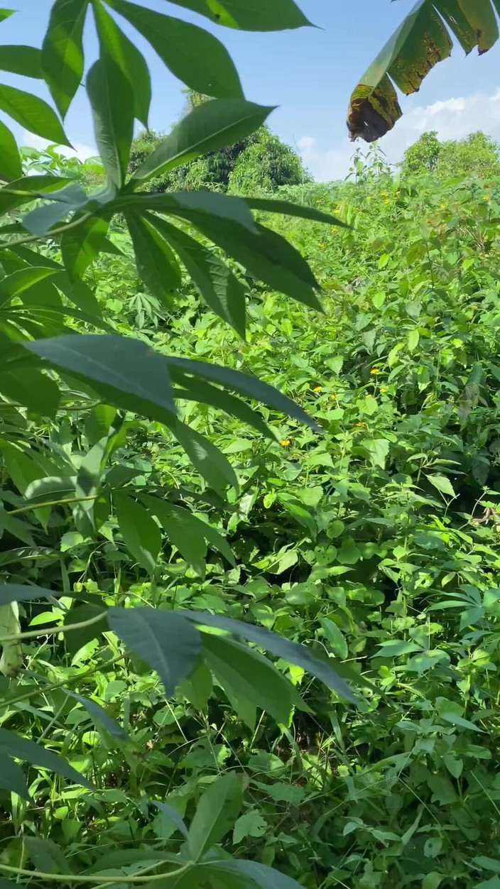 Arola7: Ngentot semak-semak petak umpet