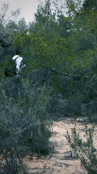 The Search for a Sexual Ghost