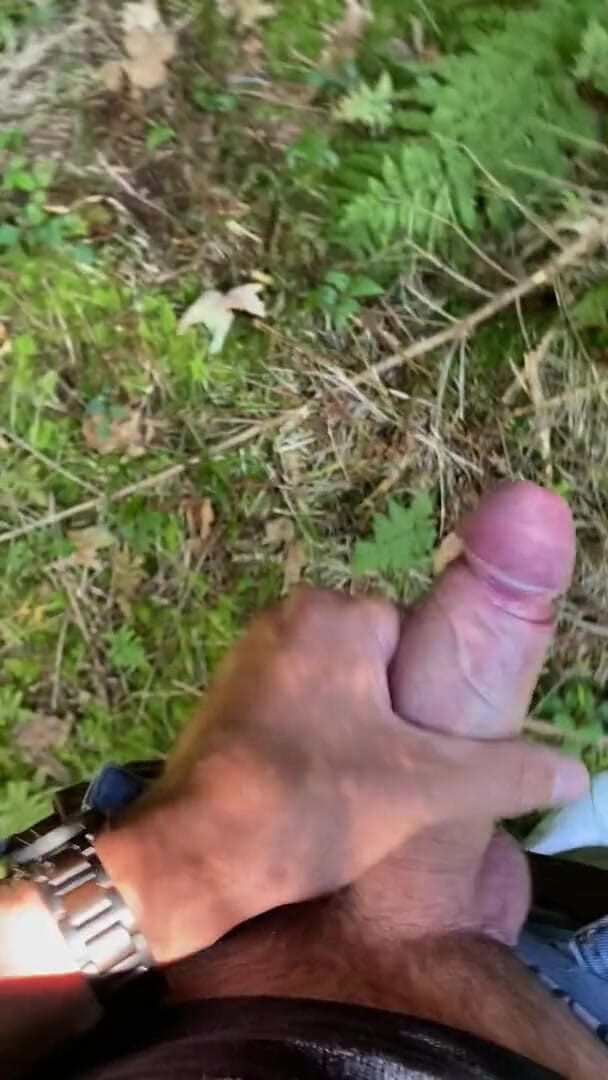 Zaharia: Labă în pădure 2