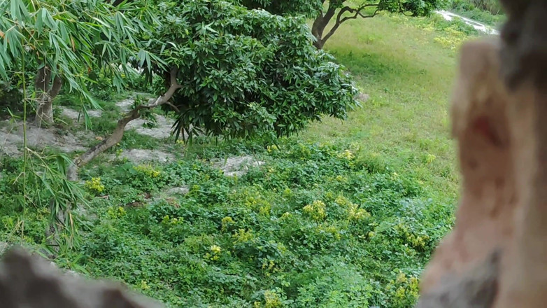 biharisonam: Teacher Fucks Desi College Girl