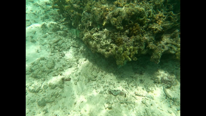 love angels from hell: Debauchery岛上的性爱。马尔代夫是情侣的天堂