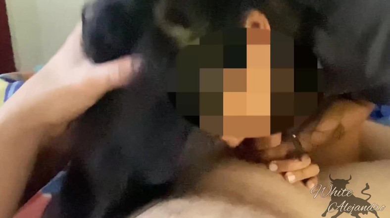 WhiteAlejandro: Моя брюнетка зведена сестра робить мені доброго ранку, робить мінет і катається