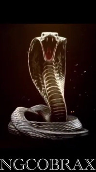 Cum Inside My Pussy King Cobra