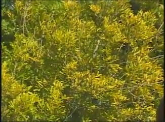 American Idol X: Black sex in the garden