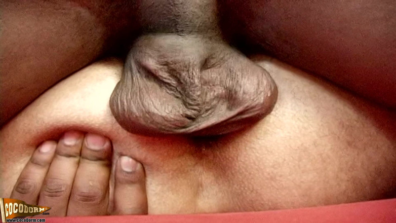 CocoDorm: Chino ve Zümrüt - ranz yatağı sikiliyor