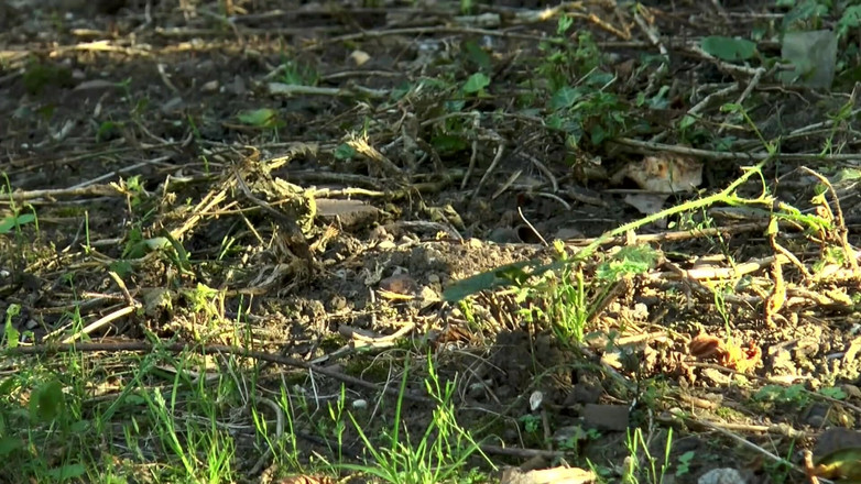 German Full Movies: 赤いランジェリー姿のダーティDPセックス