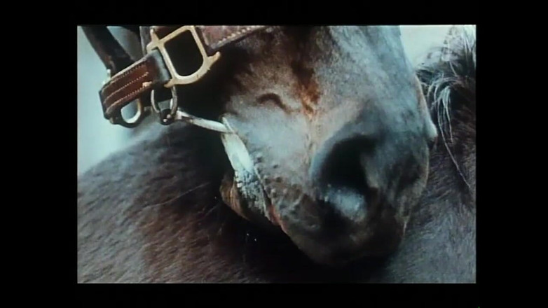 Vintage megastore: Những người vợ âm hộ đầy lông được chia sẻ với những con...