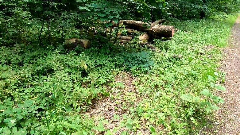 Bouncy Tits Action: Slapping Her Naked Vagina in the Woods