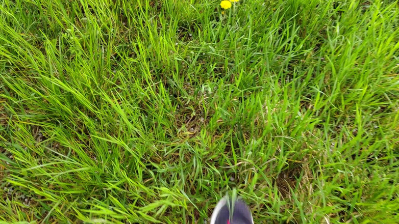 Bayer911: Pai oleh Oak