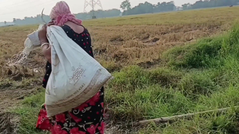 my house: Pee of the Village in Outdoor Field of Paddy Cutting...