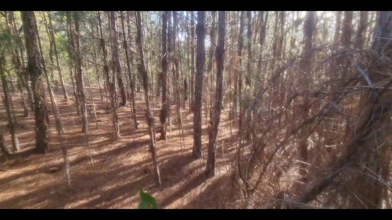 kassy-ofc: A Tourist Lost in the Woods Is Forced to Have...