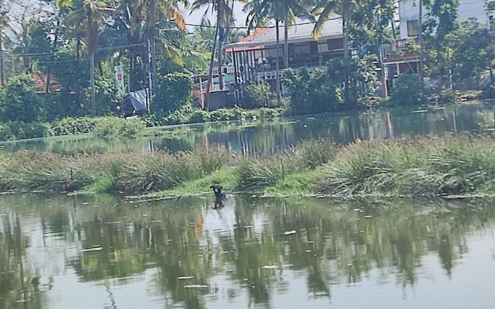 Big panis tie: Cậu bé Dasi