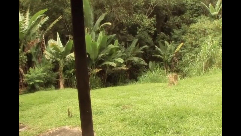 Planet Shemale: La comunità trans ama il grande cazzo e l'anale