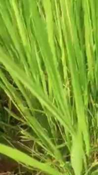 Green Garden Full Sex Video Hasinabegum1234