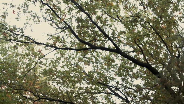 Inquisition and prison world: Zână feroce - o zână dulce din pădure este adusă pentru...