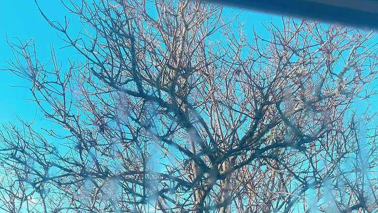 sweethanajapanese: Pizdă murdară Arată o frumoasă vedere a fetei petite Hana...