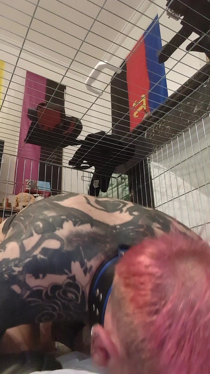 Pupdan: 13. den cudnosti - poslušný pán jako dobré čichání ponožky