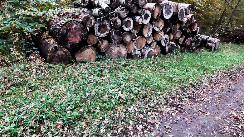 Bouncy Tits Action: Çıplak vajina ormanda dövülüyor