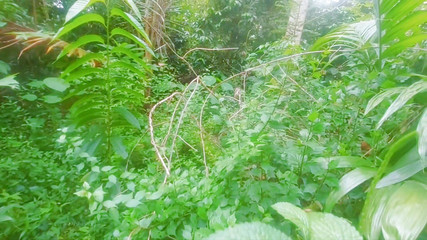 Tharumini_Official: Awek desi kampung blowjob di dalam hutan