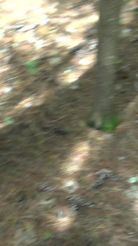 Syrian Refugee Sex in Park