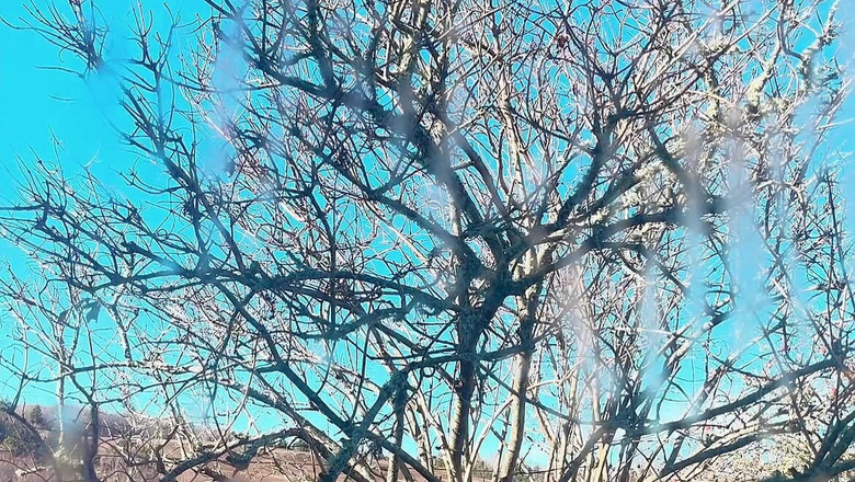 sweethanajapanese: Грязная писающая киска Hana в тинке в стиле стрижки красивая миниатюрная азиатка